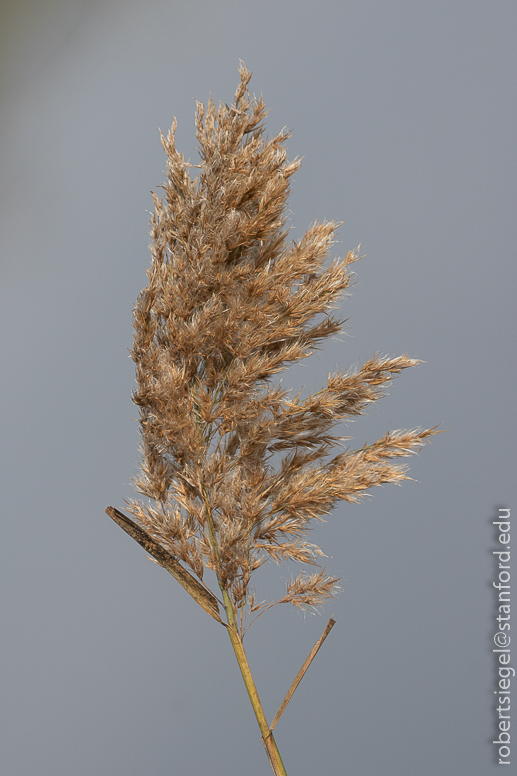 emily renzel wetlands